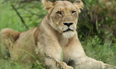 Eleven lions killed by poisoning in Uganda national park