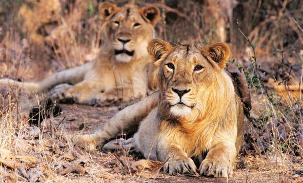 India’s endangered lion population increases to 600
