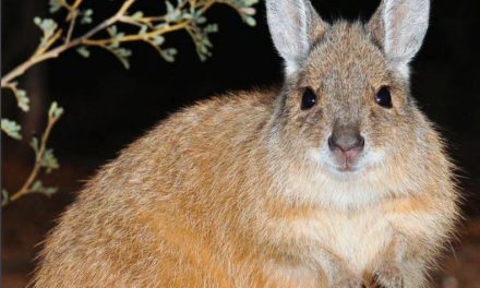 Australia builds world’s longest cat-proof fence in bid to save endangered birds and marsupials