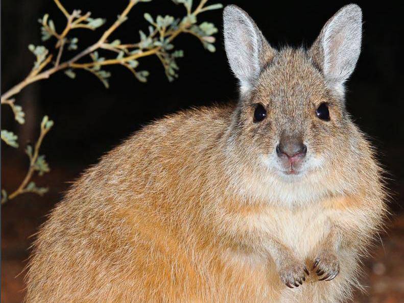 Australia builds world’s longest cat-proof fence in bid to save endangered birds and marsupials