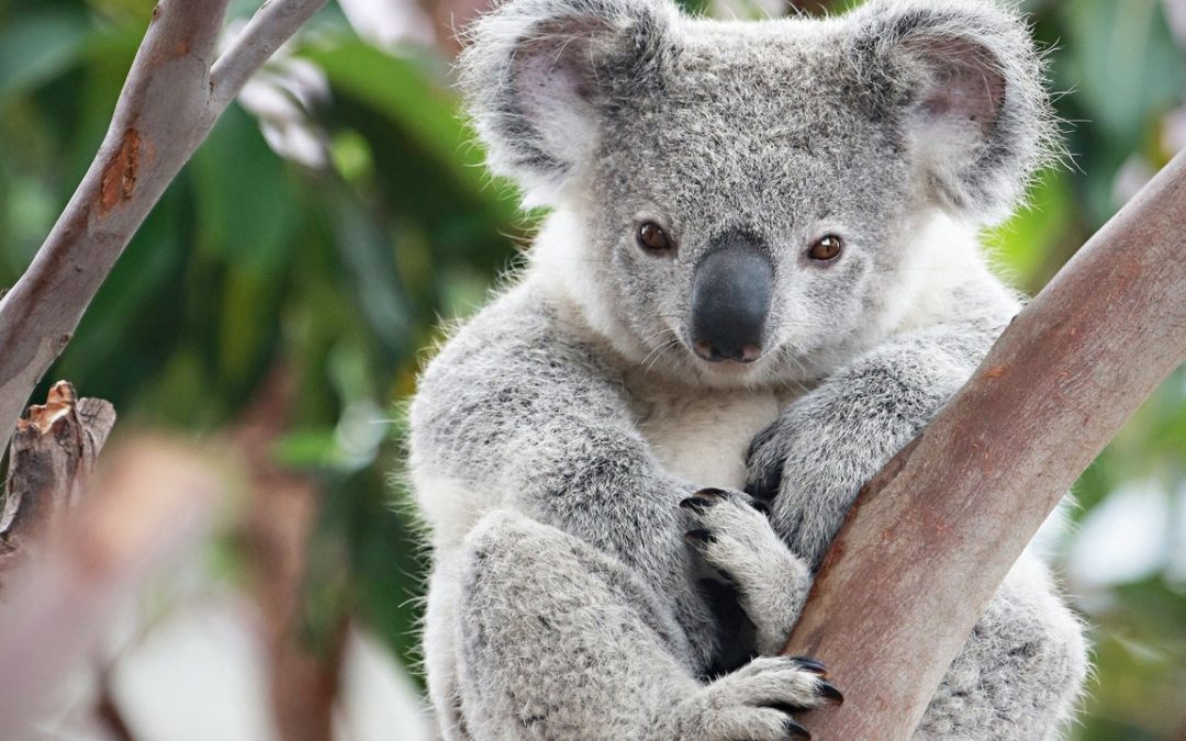 Australia pledges cash to help save the koala