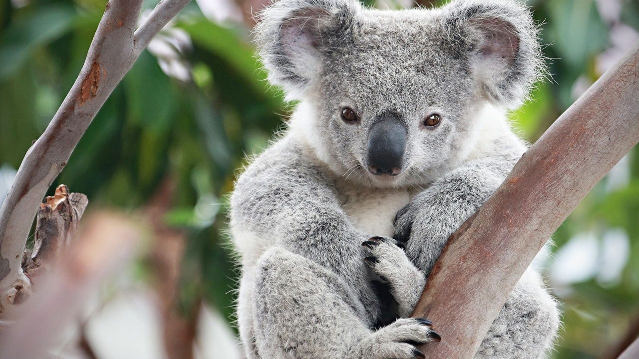 Australia pledges cash to help save the koala