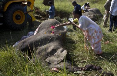 Assam’s Elephant Emergency – In northeastern India, human-elephant conflict is getting worse as forest resources dwindle.