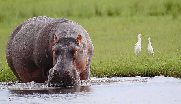 Safari Adventures With Vantage Travel