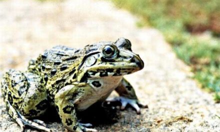 Curb frog poaching, urge activists