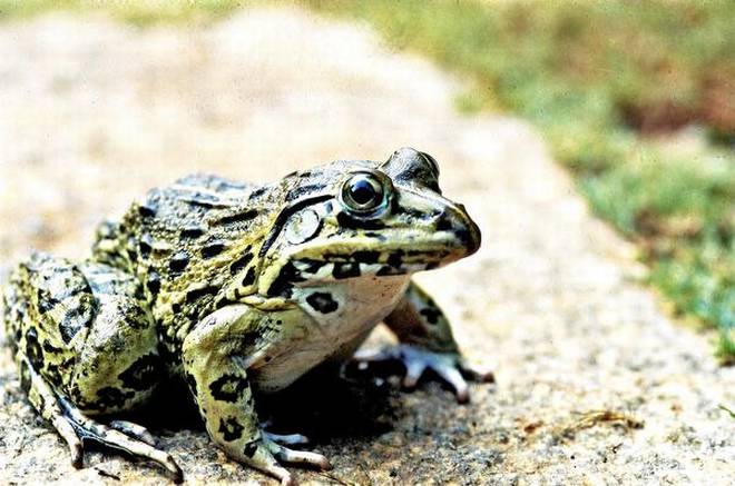 Curb frog poaching, urge activists