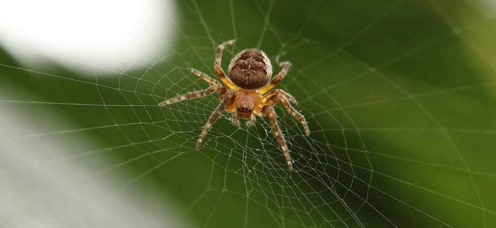 New spider species named after Enid Blyton characters