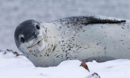 Secret life of an enigmatic Antarctic apex predator