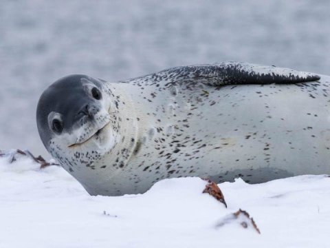 Secret life of an enigmatic Antarctic apex predator