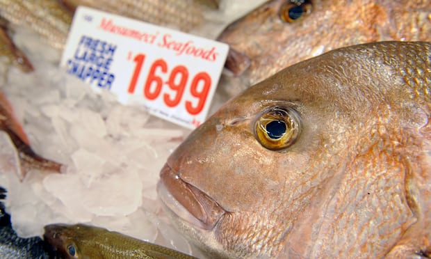 Australia’s large fish species declined 30% in past decade, study says