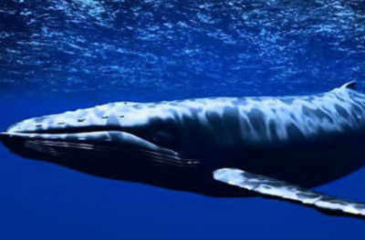 Blue whale sighted in Red Sea for first time: Egypt