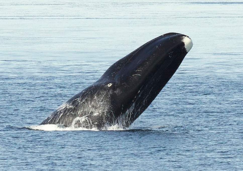 Bowhead whales sing ‘freeform jazz style songs to woo partners’, study says