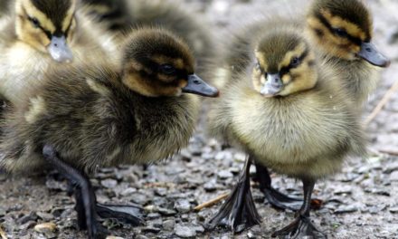 Man who killed heron to save duckling cautioned by police