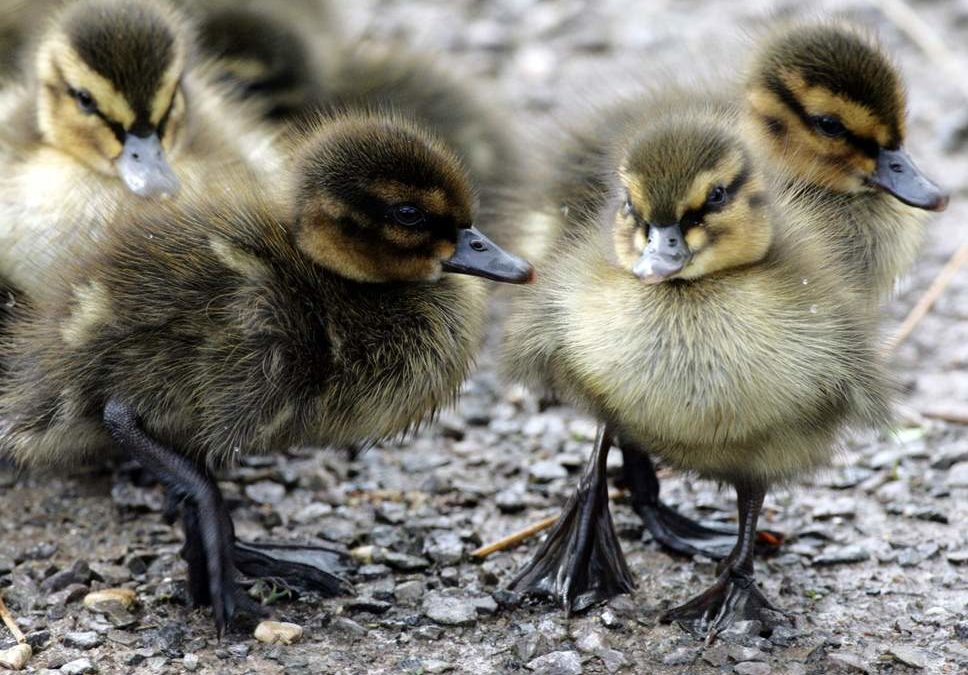 Man who killed heron to save duckling cautioned by police