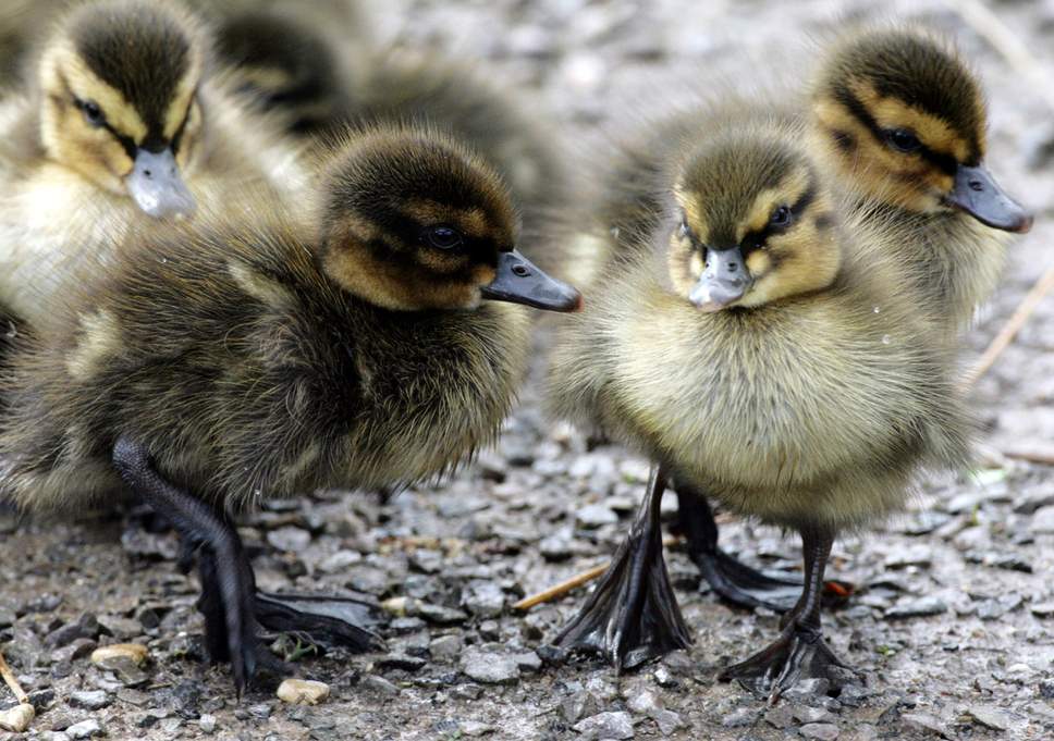 Man who killed heron to save duckling cautioned by police