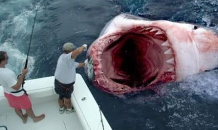 Great White Shark Mysteriously Washes Up on a California Beach