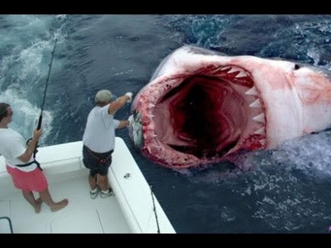 Great White Shark Mysteriously Washes Up on a California Beach