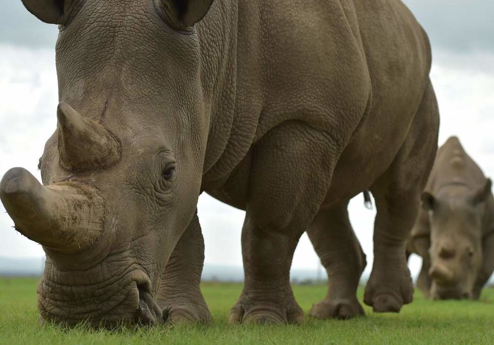 Wildlife poachers in Kenya ‘to face death penalty’