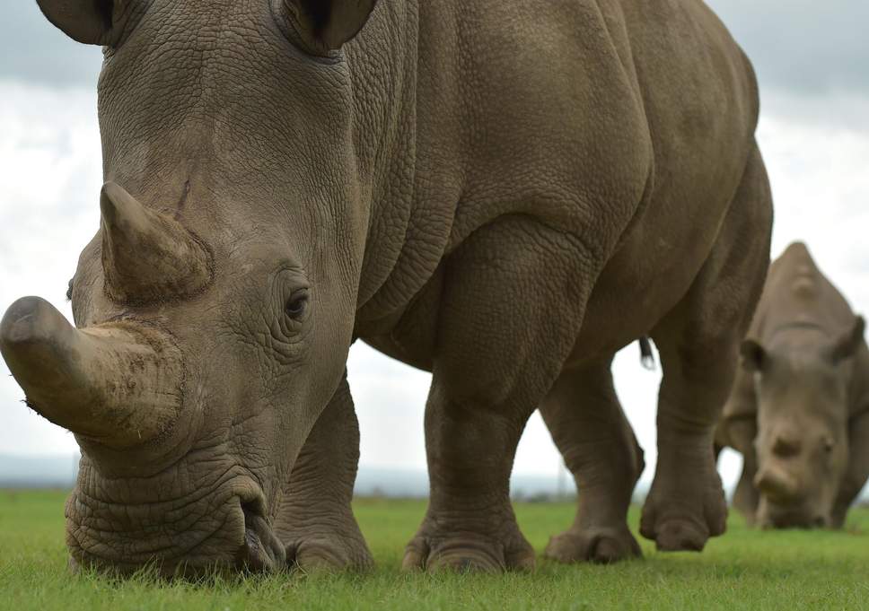 Wildlife poachers in Kenya ‘to face death penalty’