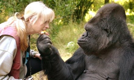 Koko, the gorilla who knew sign language, dies at 46