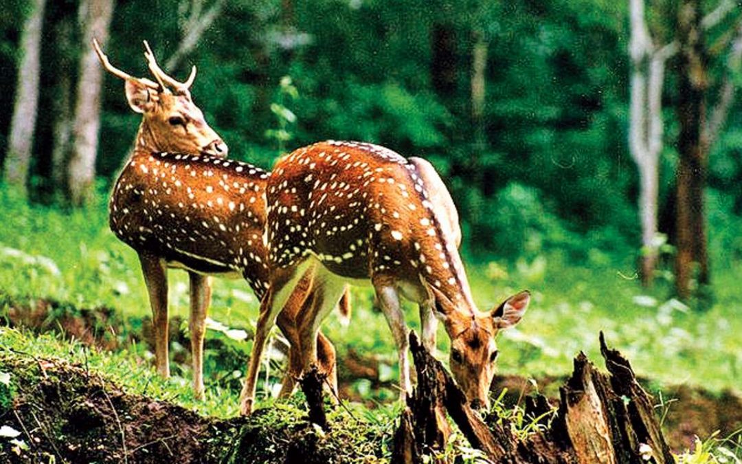 Centre plans to update Wildlife Protection Act