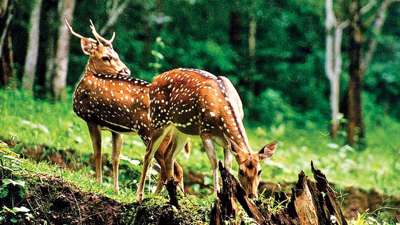 Centre plans to update Wildlife Protection Act