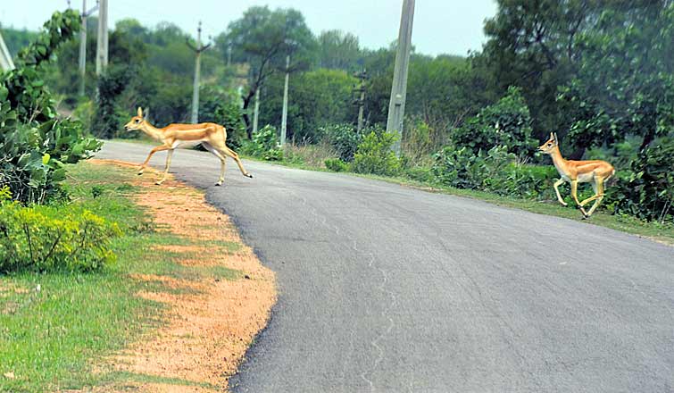 Shrinking forests take heavy toll on wildlife in Telangana