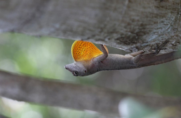 Climate change threatens one of the world’s most resilient lizards