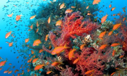 Biodiversity and Conservation