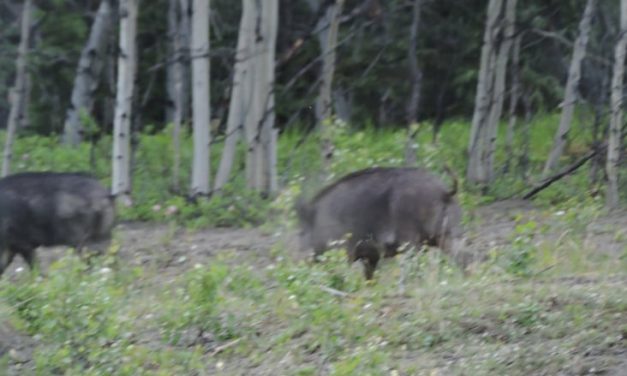 Wild boars on the lam in Yukon subdivision
