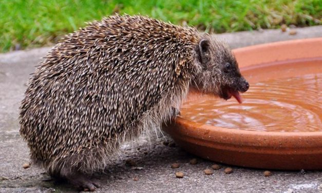 Help wild animals suffering in the heatwave – Wiltshire Wildlife Trust advice
