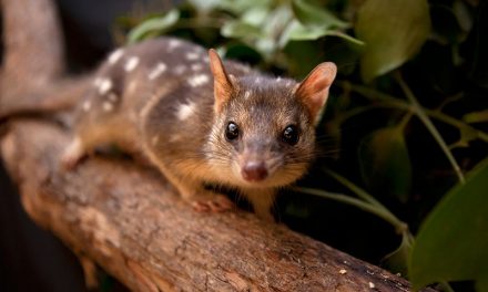 Ecologists try to speed up evolution to save Australian marsupial from toxic toads