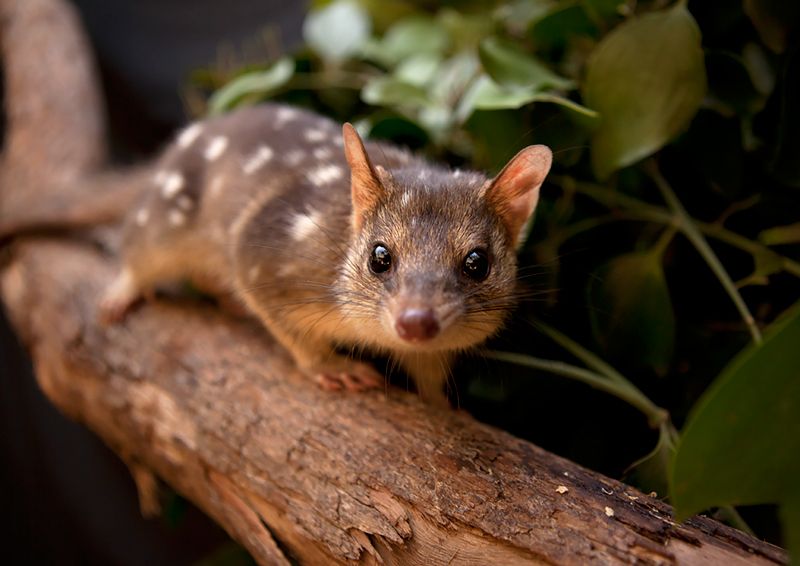 Ecologists try to speed up evolution to save Australian marsupial from toxic toads