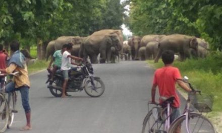 International animal welfare group to secure five elephant corridors in Assam