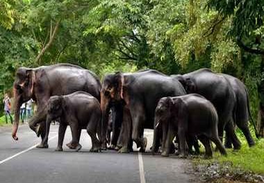 Landslips or rains did not have major impact on wildlife in Kerala, says top forest official