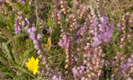 Pollinator Project underway to save wildlife