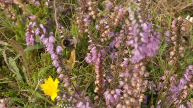Pollinator Project underway to save wildlife