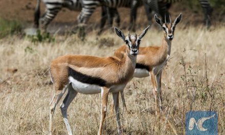 Scientists seek urgent action to save Kenya’s wildlife from decline