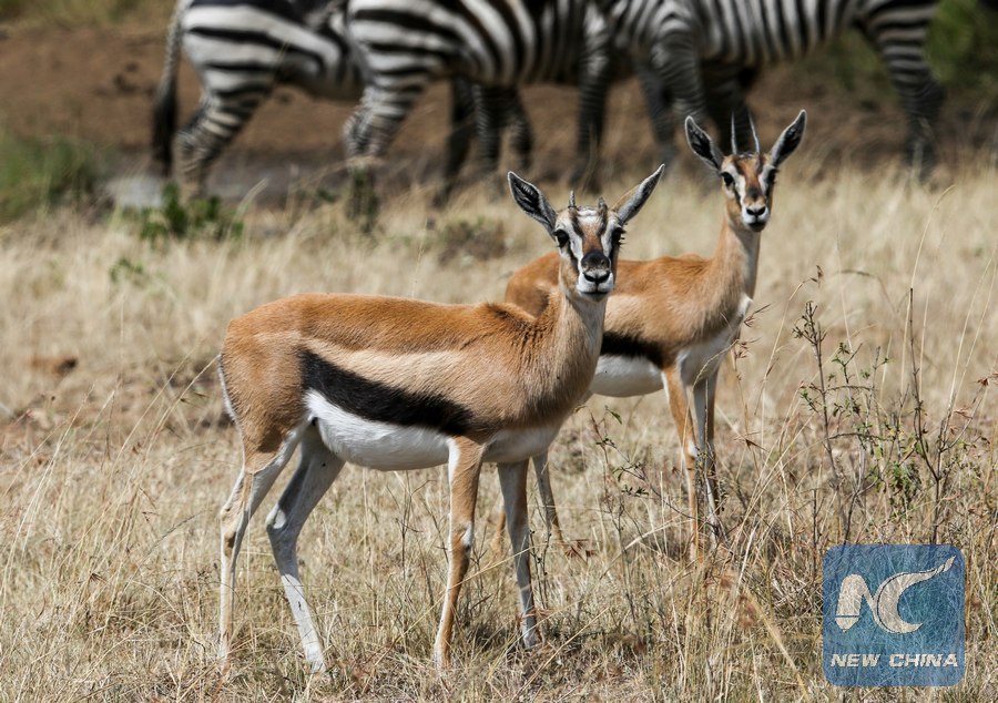 Scientists seek urgent action to save Kenya’s wildlife from decline