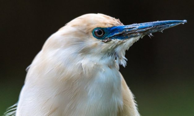 Tanzania’s largest wildlife reserve threatened by dam construction