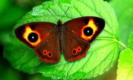 A forest filled with butterflies