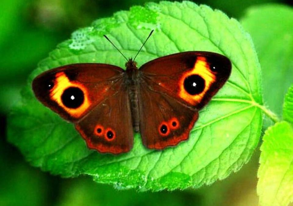 A forest filled with butterflies