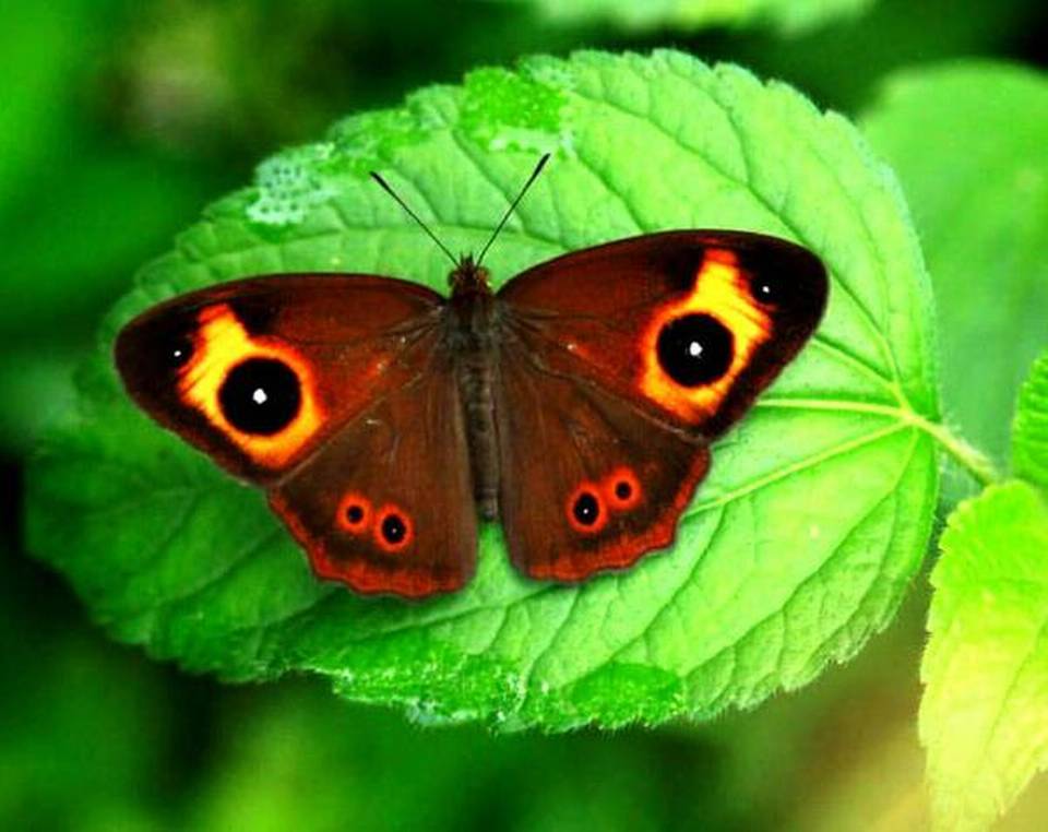 A forest filled with butterflies