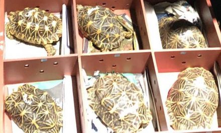 51 rescued Indian Star tortoises brought back from Singapore