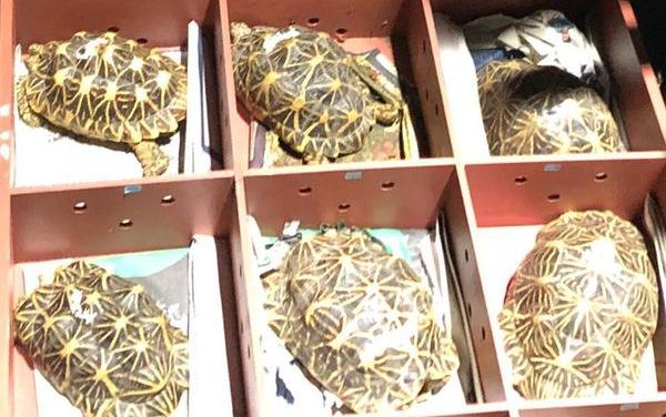51 rescued Indian Star tortoises brought back from Singapore