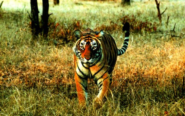 Human-animal conflict: 89% of dwellers are willing to move out from protected forest areas.