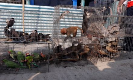 50 endangered wild animals, birds rescued