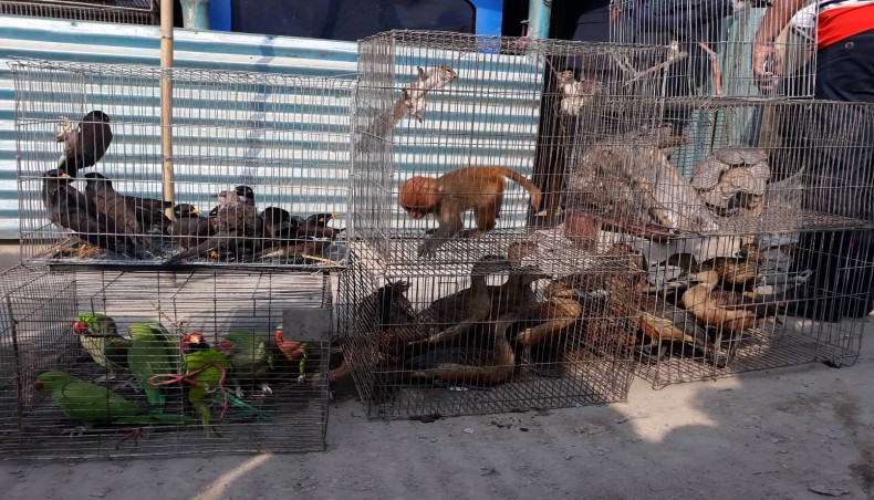 50 endangered wild animals, birds rescued