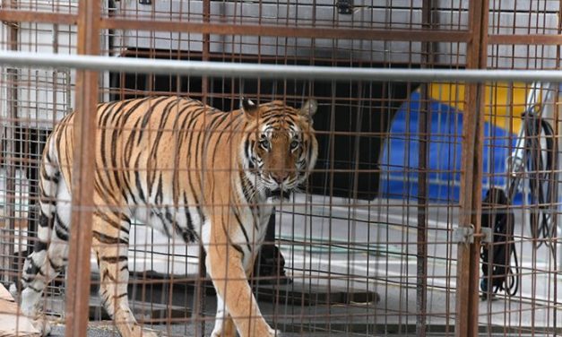 Animal circuses to be banned in Spain’s capital city