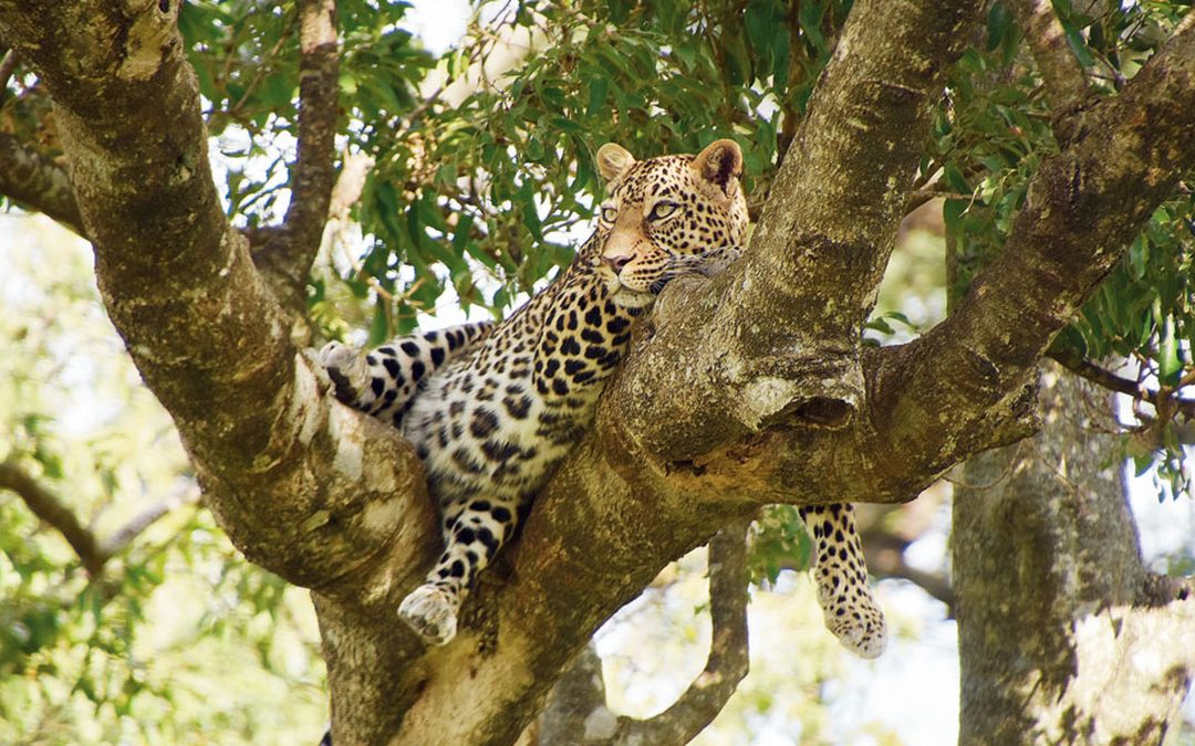Call of the wild in Tanzania